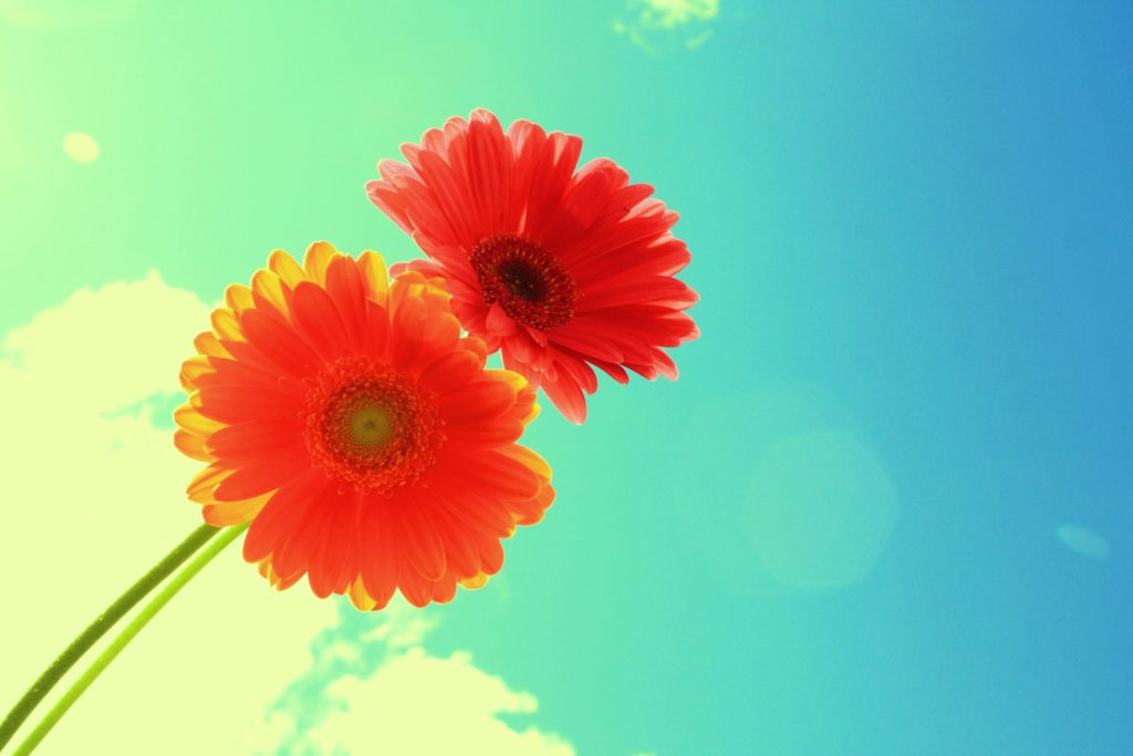 Forever_and_Always_Two_Bright_Flowers_On_Blue_Sky_free_creative_commons_(3383537943)