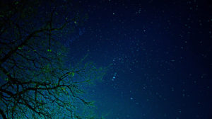 Picture of the night sky with a tree. The tree is lit up around the edges. You can see millions of stars.